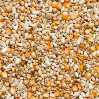 Premium Vandenabeele 20kg - Beyers