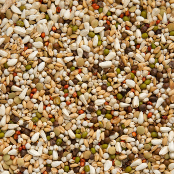 Premium WaL Zoontjens Geel 25kg - beyers
