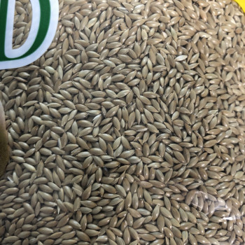 Canary seed 20kg - Manitoba