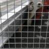 Lattice 12.7 x 12.7x 1.05 mm - 1 meter