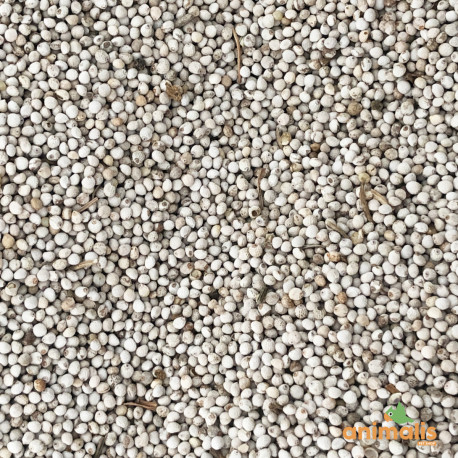 Perilla weiß 1kg - Animalis.be - 6€ Perilla weiß 1kg - Animalis.be - 6€