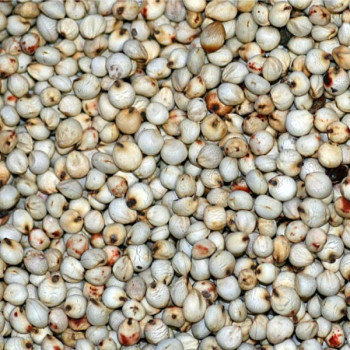 Dari Blanc 1kg