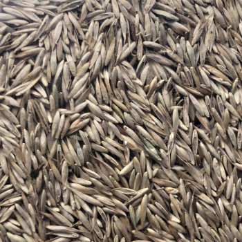 Grass seeds 1kg - Grass seeds