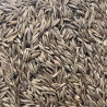 Semillas de gramínea 1kg - Semillas de hierba Semillas de gramínea 1kg - Semillas de hierba