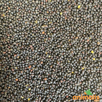 Colza 1kg - Vrac