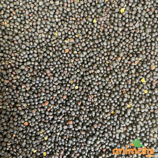 Colza 1kg